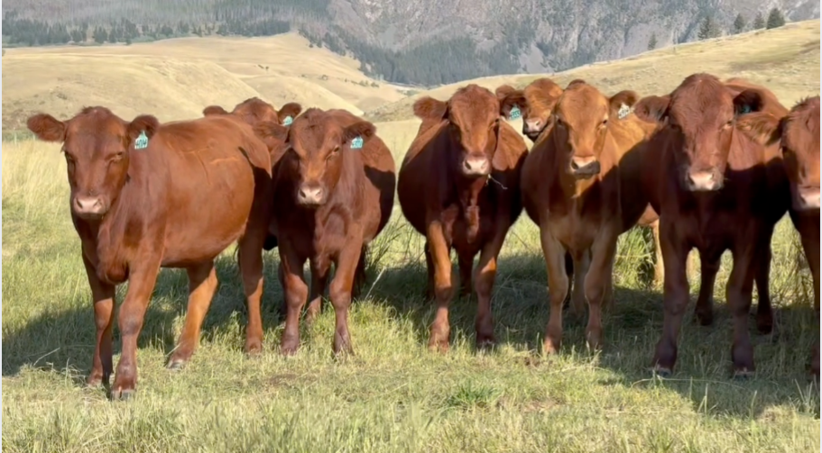 124 Red Angus Bred Heifers- BH909A5